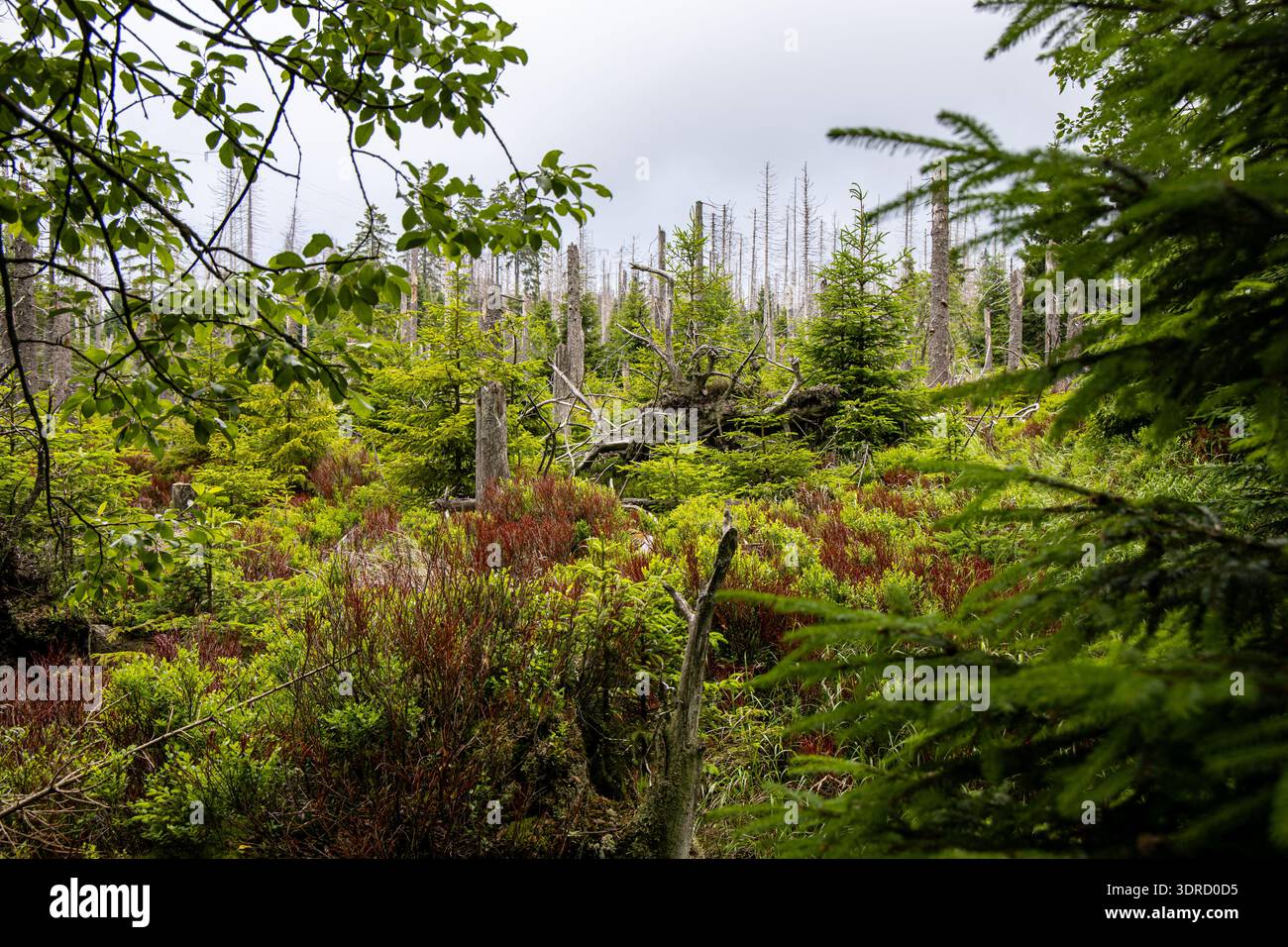 Impressioni foto dal Parco Nazionale di Harz Foto Stock
