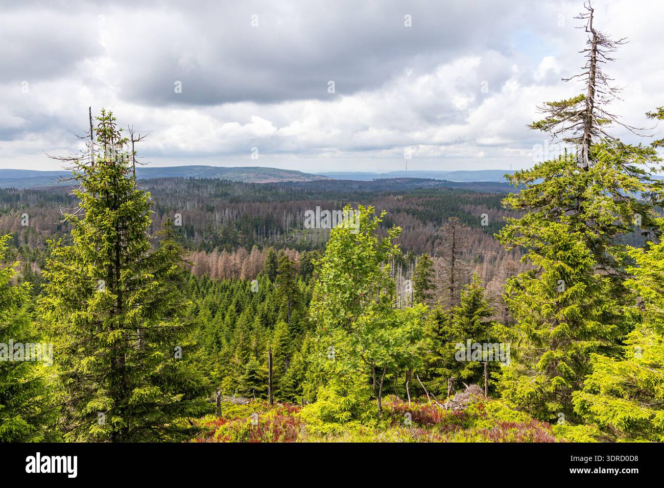 Impressioni foto dal Parco Nazionale di Harz Foto Stock