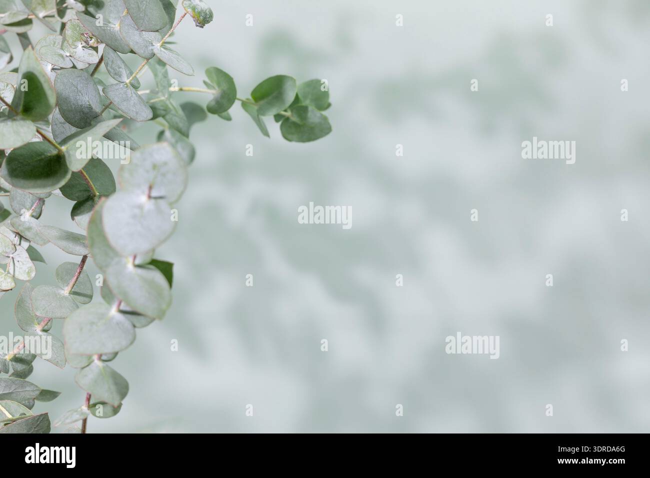 Sfondo Eco con rami di eucalipto con ombre morbide sullo sfondo della luce. Concetto di Botanical Branding Design, Organic Wellness Aesthetic, Spa Pro Foto Stock