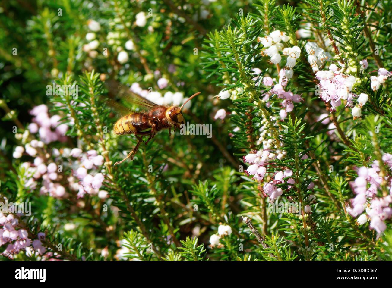 Hornet imita hoverfly-Volucella zonaria in visita alla brughiera della Cornovaglia- Erica vagans Foto Stock