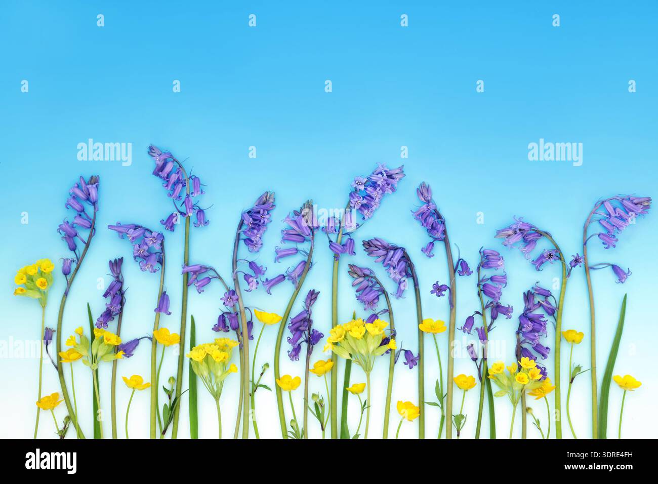 Campanello blu, cowslip e buttercup, paesaggio di sfondo con fiori selvatici sul gradiente blu del cielo. Splendida disposizione floreale stagionale per il biglietto d'auguri. Foto Stock