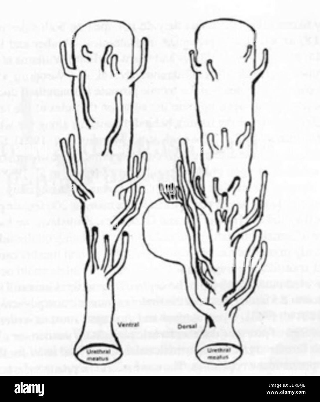 Illustrazione scientifica di J.W. Huffman (1948) che descrive l'anatomia dei dotti parauretrali nella femmina umana adulta. Il disegno mostra la struttura del dotto, il tessuto ghiandolare, il tessuto connettivo circostante, la relazione uretrale e la disposizione istologica. Fornisce un riferimento visivo per l'educazione medica, lo studio anatomico e la ricerca ginecologica. L'immagine conserva i dettagli morfologici fondamentali per la comprensione dell'anatomia urinaria e riproduttiva femminile, a supporto di scopi clinici, accademici e di archiviazione. Foto Stock