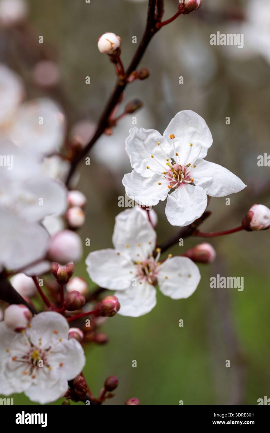Prunus cerasifera 'Nigra', prugna ciliegia) Foto Stock