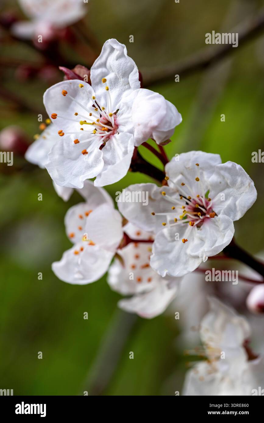 Prunus cerasifera 'Nigra', prugna ciliegia) Foto Stock