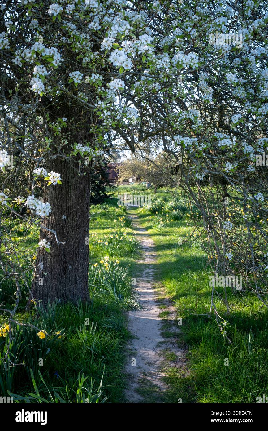 Il sentiero conduce sotto un pere in fiore primaverile Foto Stock