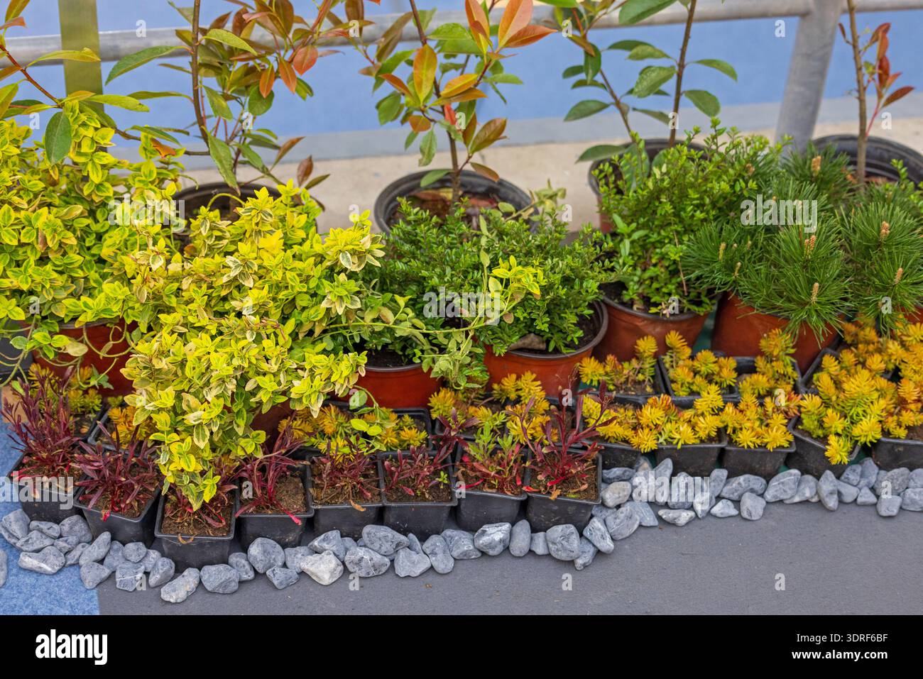 Varietà di piante in vaso Fowers con pietre decorative presso il patio della terrazza Foto Stock