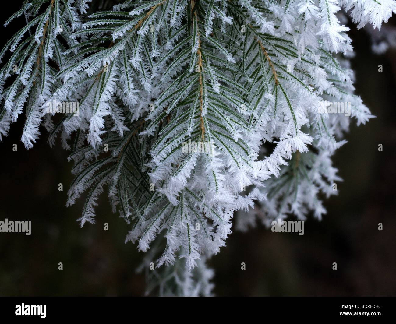 Primo piano di rami di conifere sempreverdi ricoperti di ghiaccio e ghiaccio bianco in una fredda mattina d'inverno. Sfondo invernale naturale Foto Stock