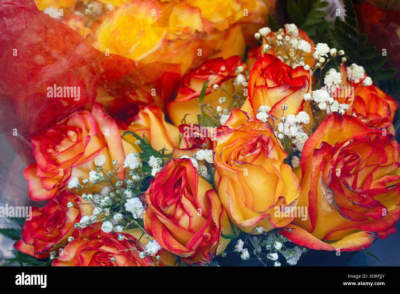 Splendido primo piano di rose rosse e gialle fresche con perle in un elegante vaso nero, perfetto per temi romantici, di lusso o da festa. Foto Stock