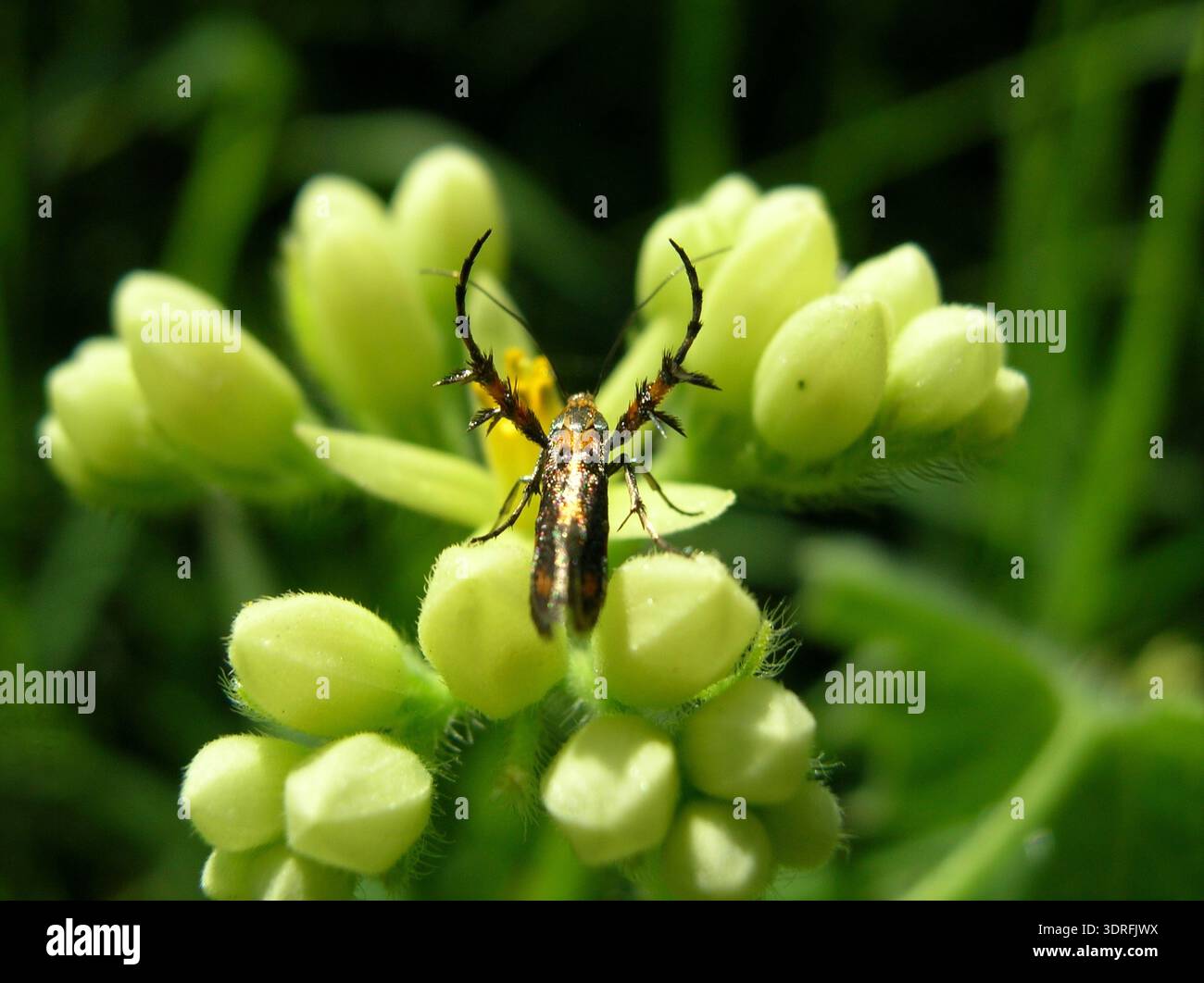 Foto macro di un micro-falena metallica (famiglia Adelidae) su gemme gialle di fiori selvatici. Foto Stock