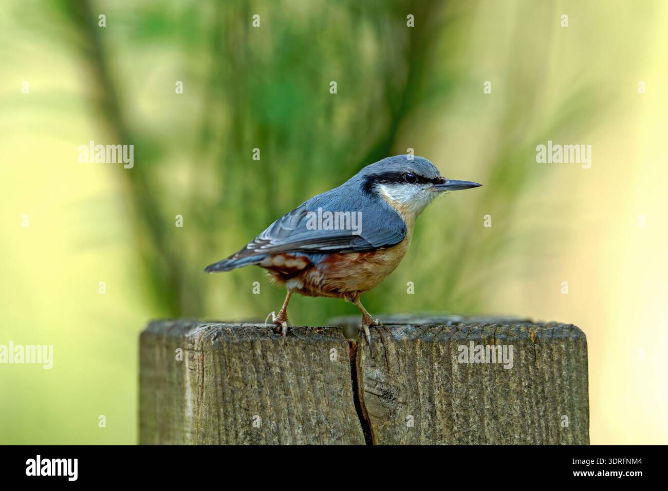 Nuthatch-Sitta europaea. Foto Stock
