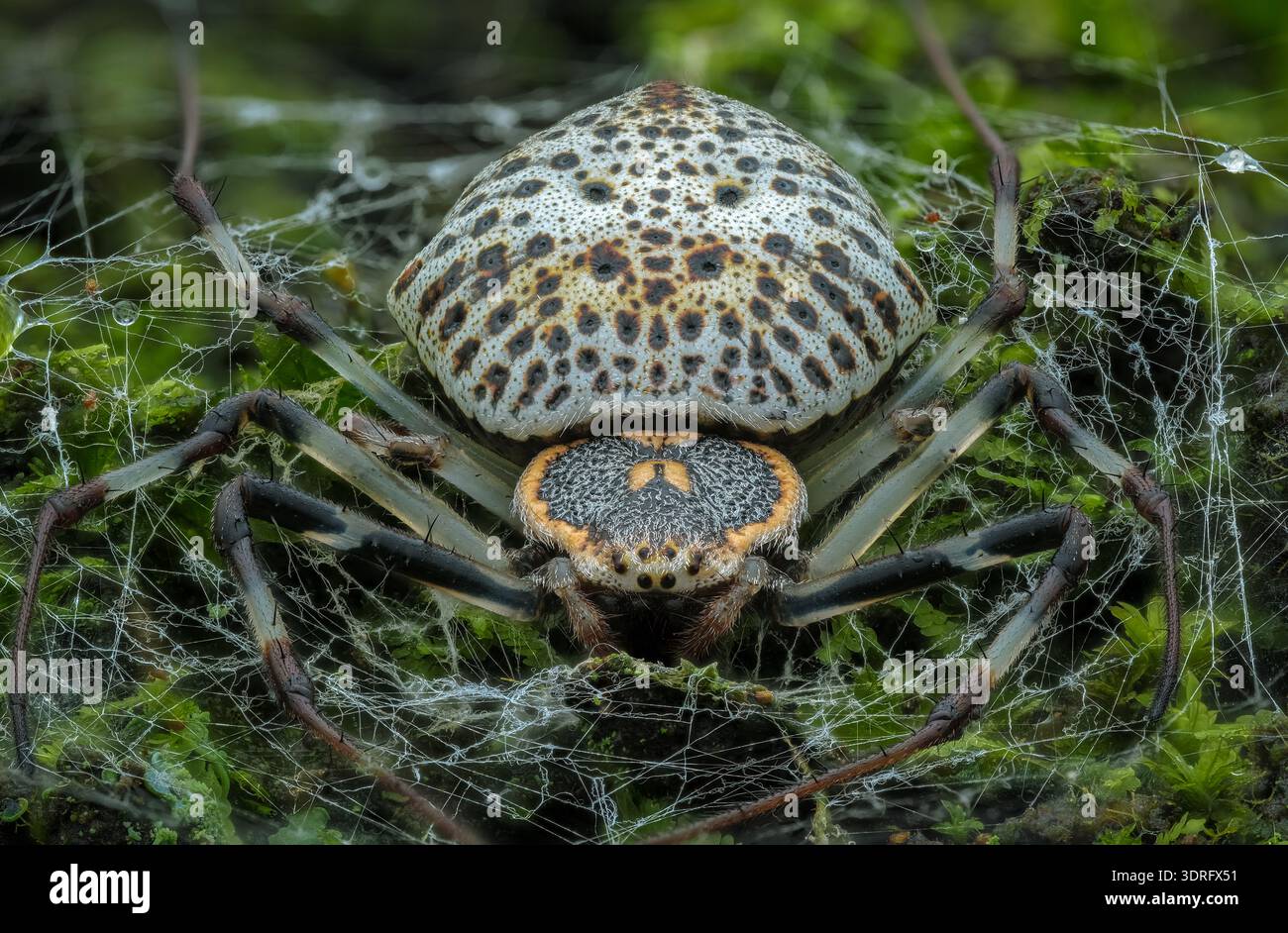 Foto macro da vicino di un ragno ornamentale (Herennia multipuncta) che riposa su una rete di seta su una corteccia verde di alberi muschiati Foto Stock