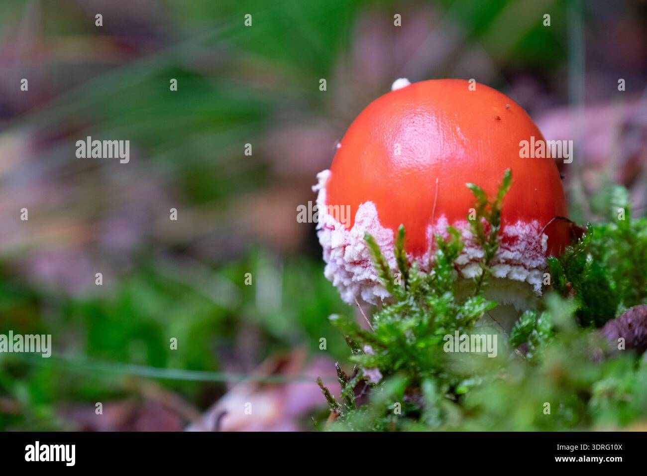 Fai volare un primo piano agarico Foto Stock