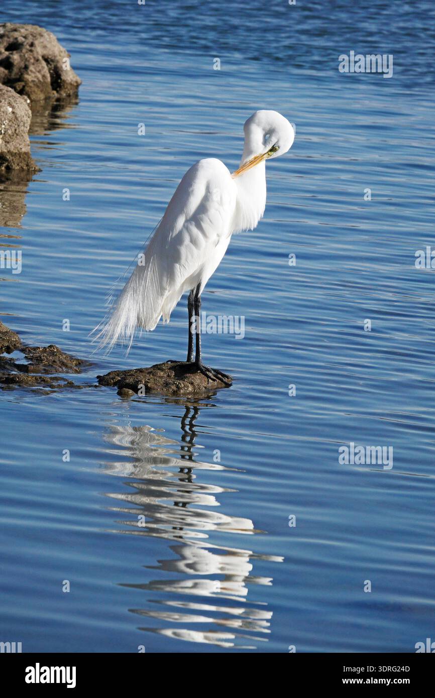 Ritratto di una Egret americana, chiamata anche grande Egret, Ardea alba, in attesa pazientemente sul bordo di una laguna nel Mare di Cortez, a Nopolo, Baja, Foto Stock