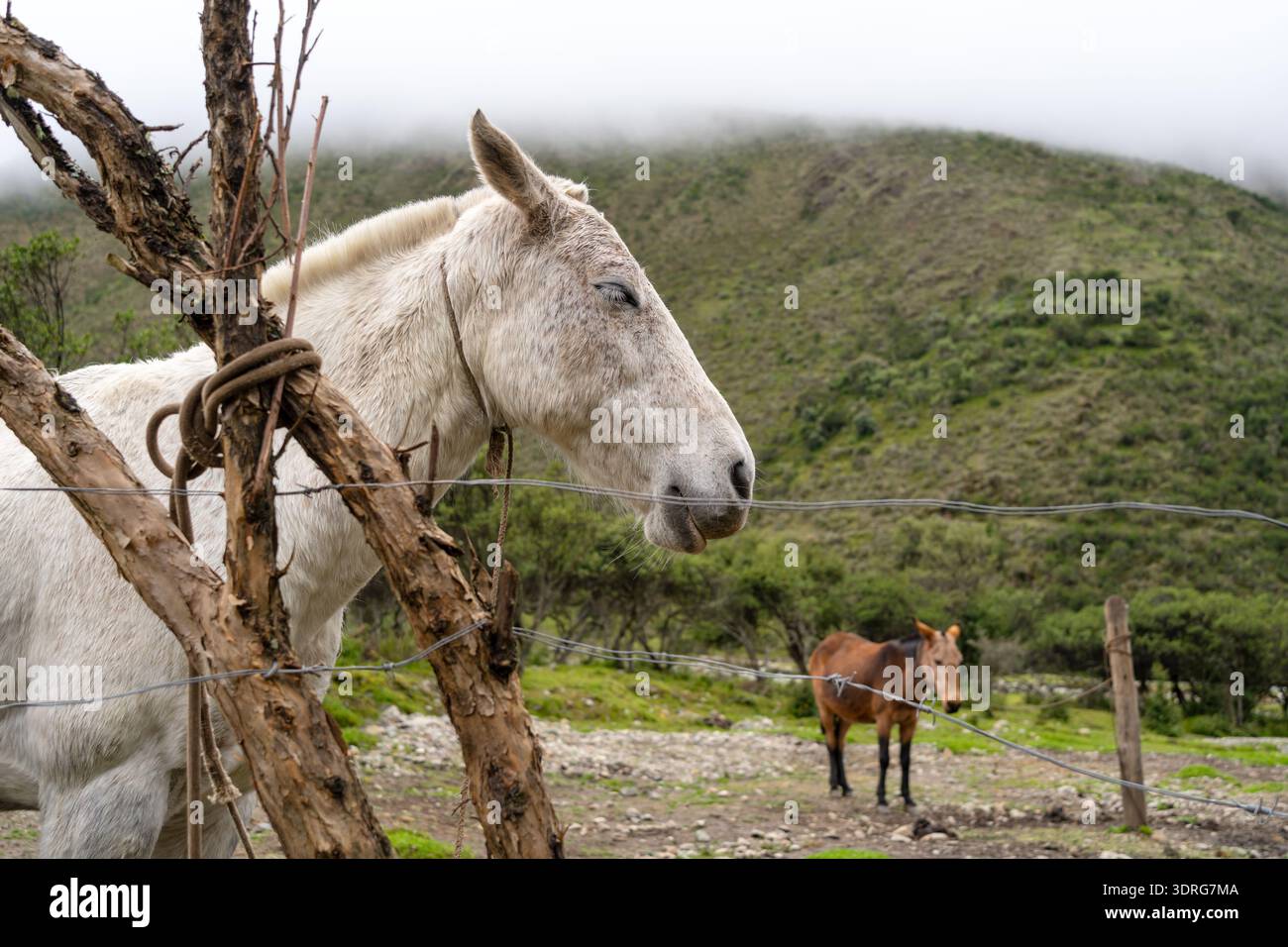 Cavallo che riposa sul lago Humantay, trekking nelle Ande peruviane Foto Stock