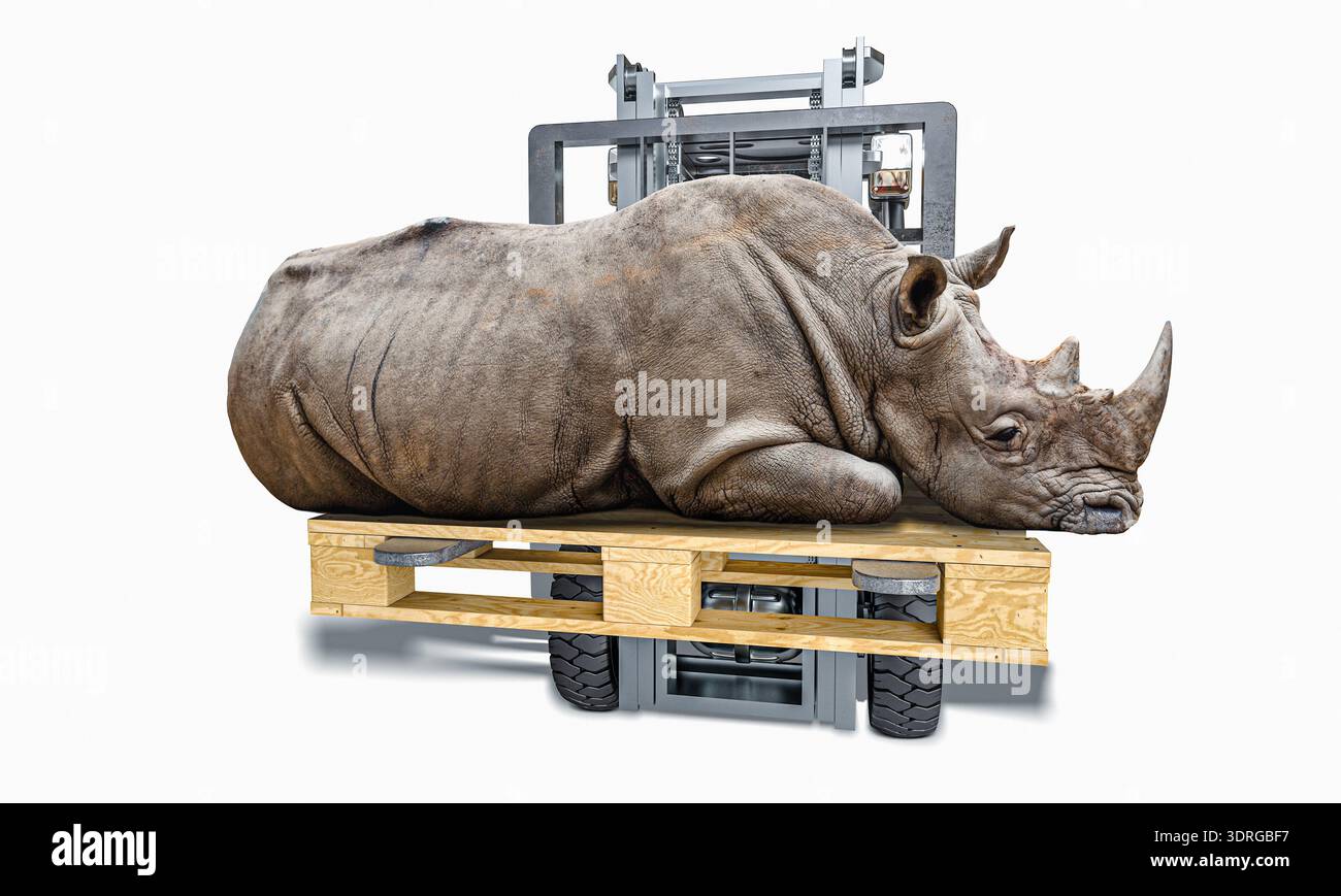 Carrello elevatore a forche per pallet 3d per rinoceronti su bianco Foto Stock