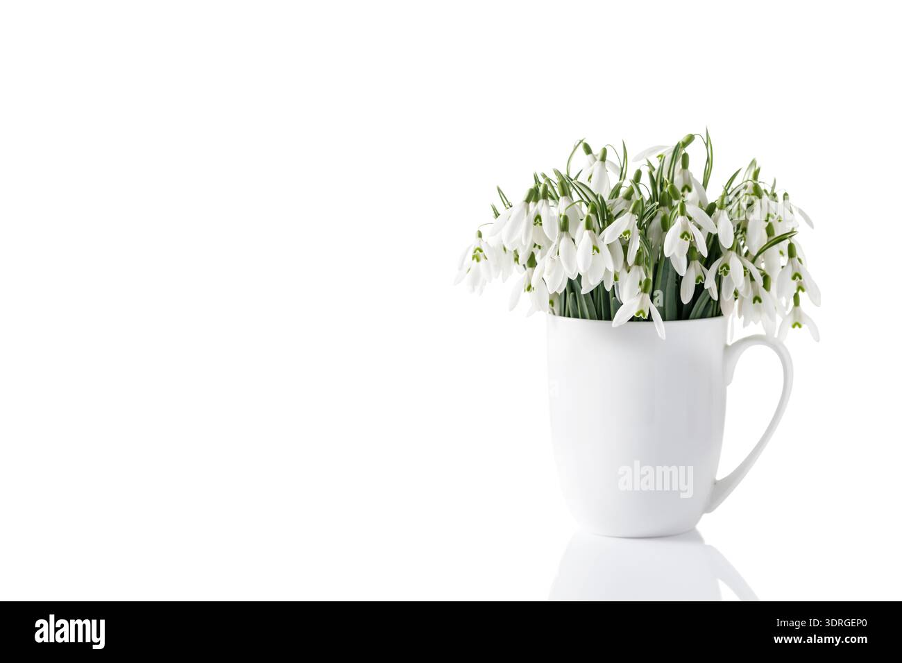 I primi fiori bianchi selvatici di gocce di neve (Galanthus nivalis). Bouquet in tazza di ceramica con primo piano isolato su sfondo bianco. Arredamento per interni o saluto CA Foto Stock