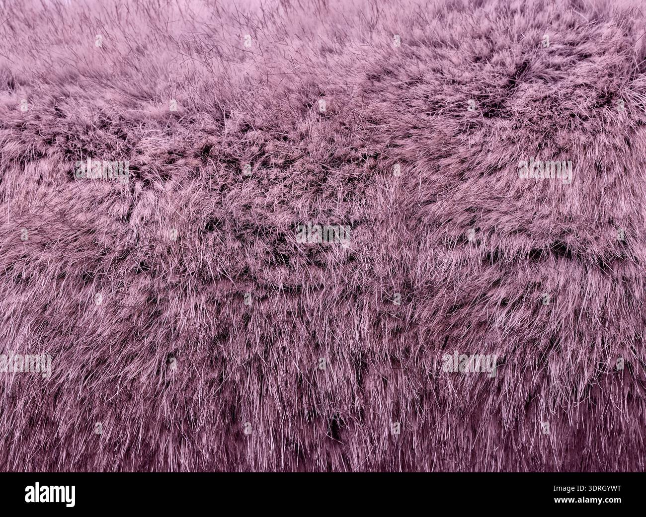 primo piano della vista dall'alto della pelliccia rosa Foto Stock
