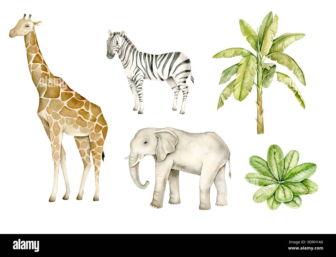 Animali da safari acquerello con giraffe, zebre ed elefanti, piante tropicali. Illustrazione per arredamento per asili nido, carta da parati per bambini, poster didattici, Foto Stock