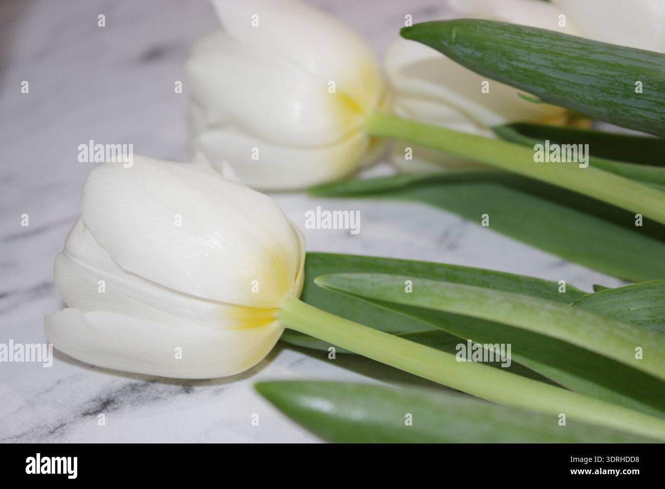 Un gruppo di tulipani bianchi giace su una superficie di marmo. Le loro foglie verdi si allungano accanto a loro. La luce naturale soffusa mette in risalto i fiori. Questa scena ca Foto Stock