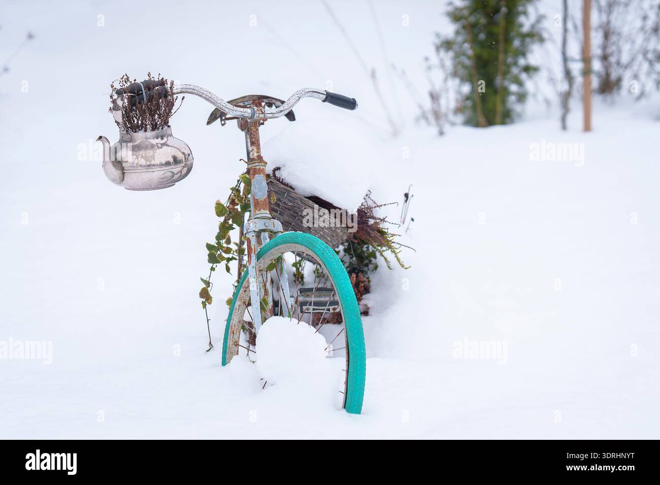 Bicicletta d'epoca parzialmente sepolta nella neve con un pneumatico turchese e una piantatrice di teiera sul manubrio. Vecchia bicicletta rustica decorata con piante secche. Foto Stock