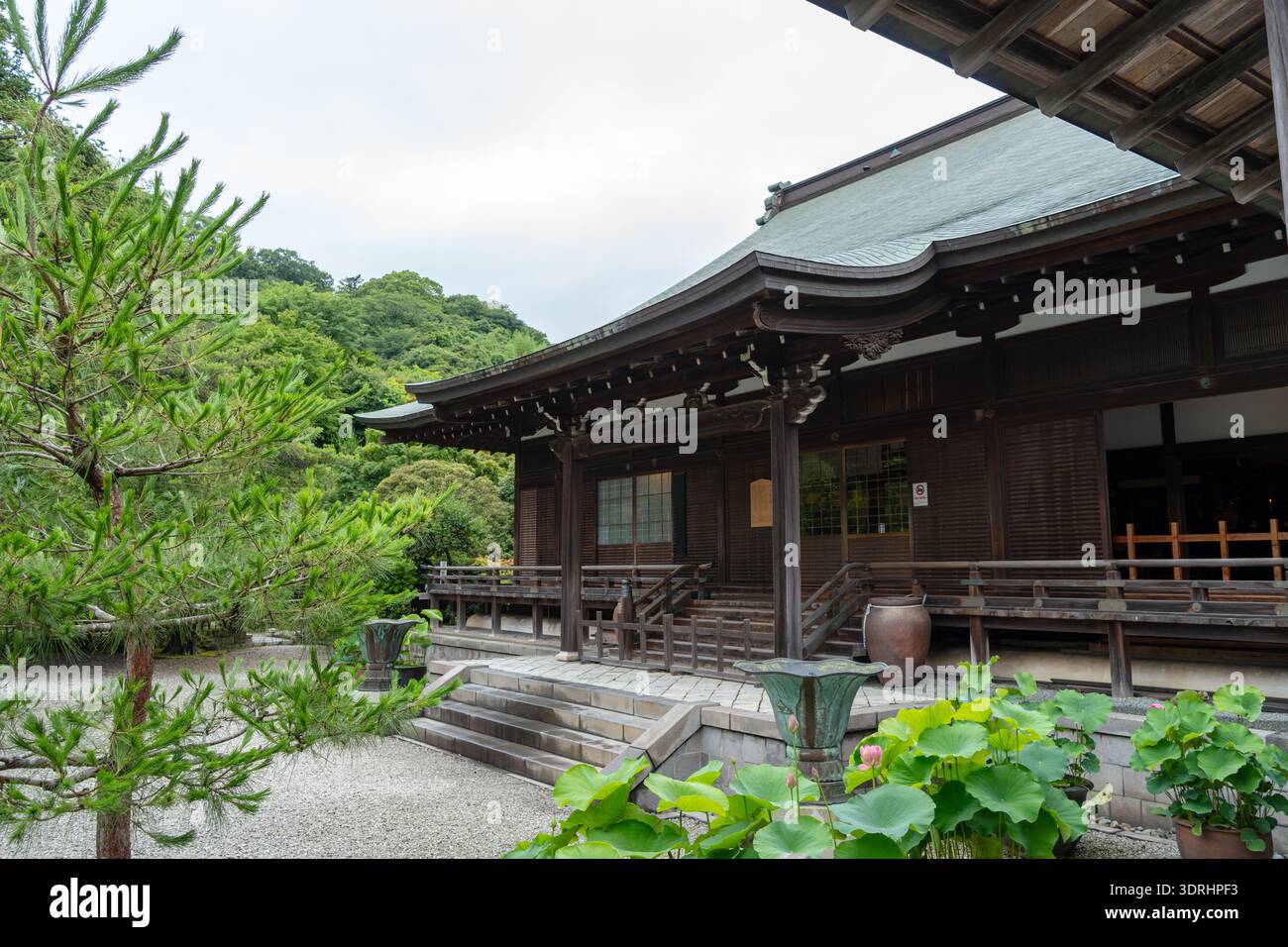 Sala principale del Santuario Kencho-ji a Kamakura, Giappone, circondato dalla natura Foto Stock