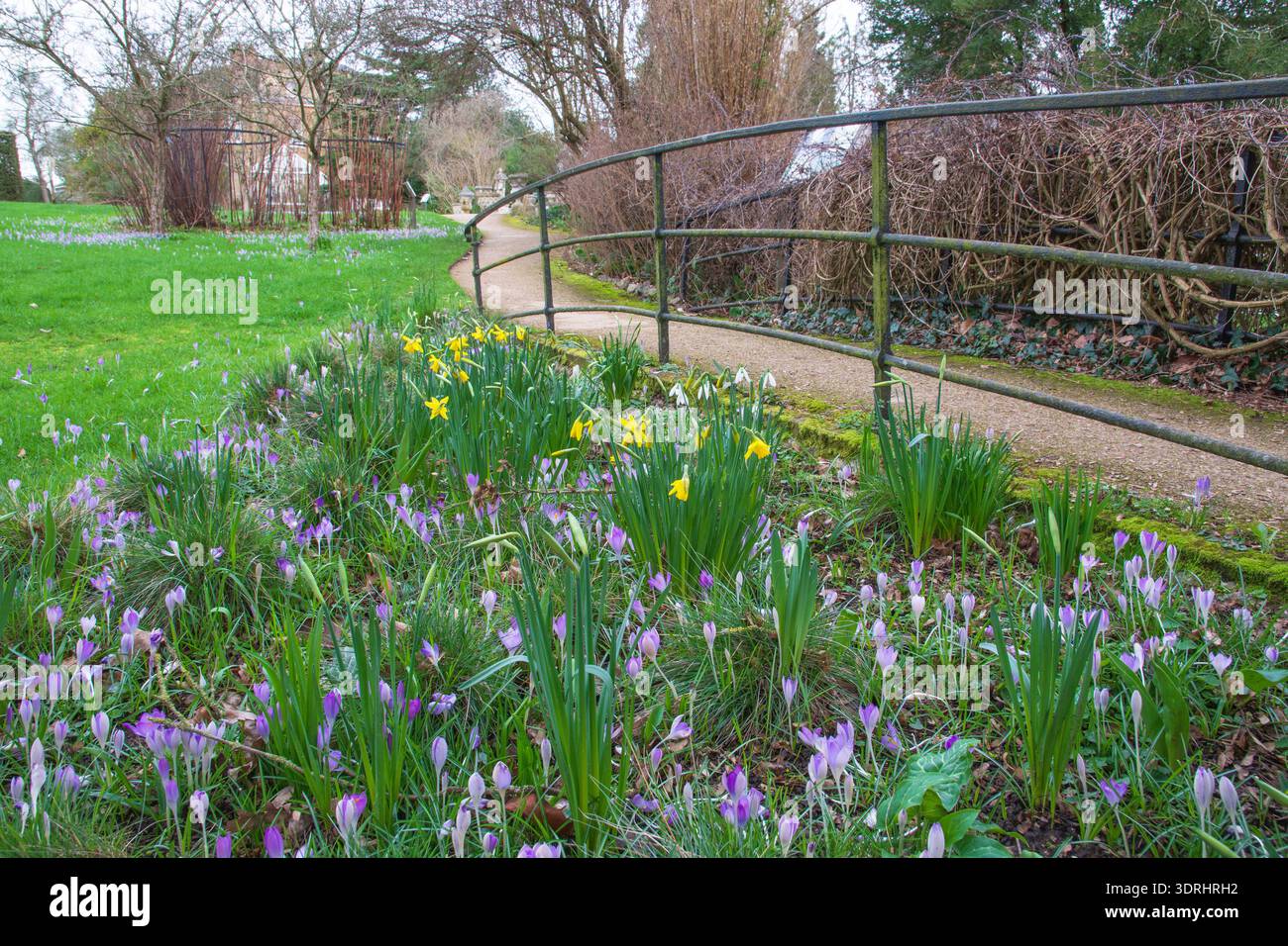 Narcisi, crocchi e nevicate ai Myddleton House Gardens a febbraio. Inghilterra, Regno Unito. Fiori di bulbo. Inverno/primavera Foto Stock