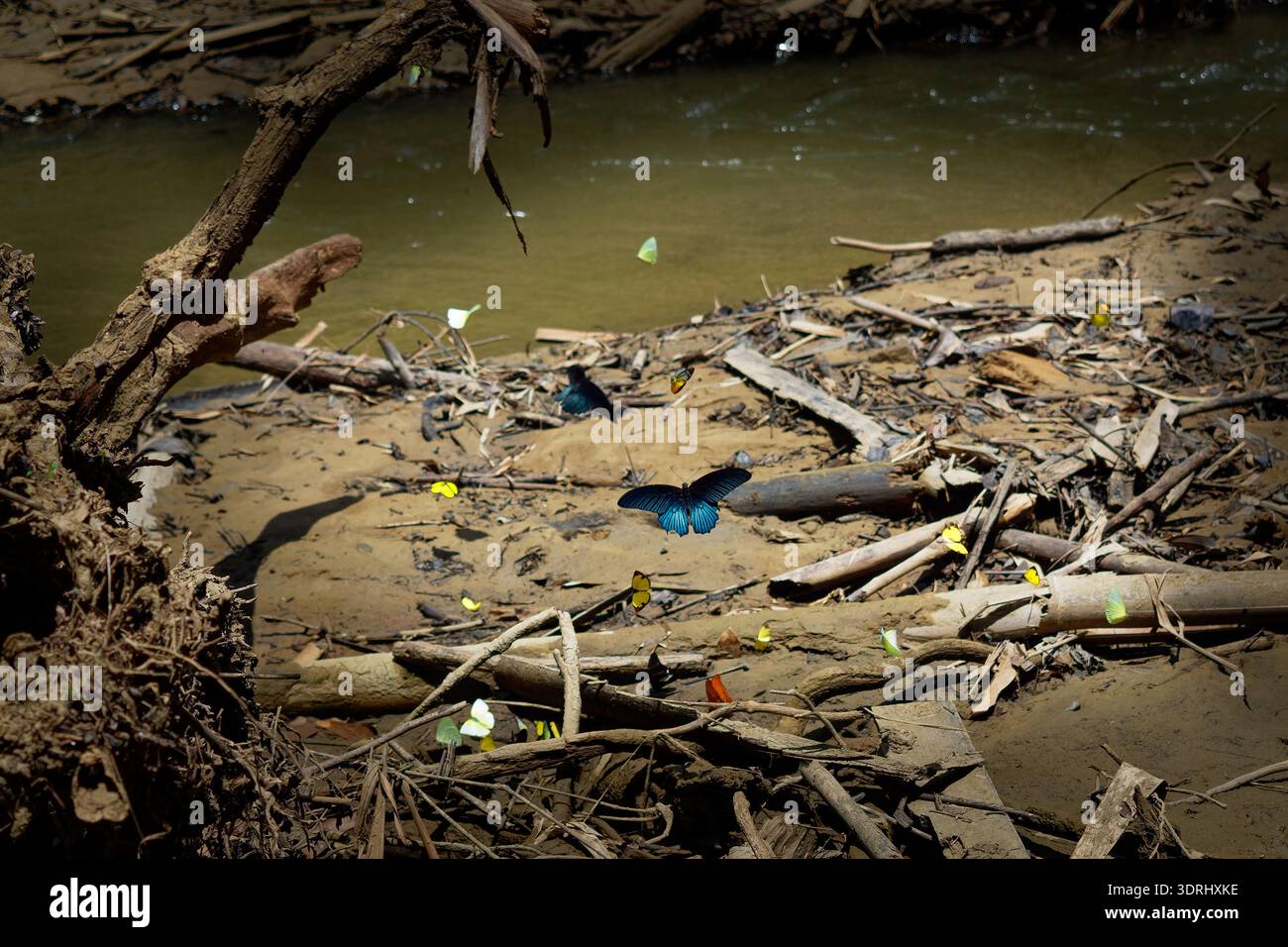 Puddling di farfalle blu sulla riva sabbiosa del fiume in Thailandia, scenario di foresta tropicale con più farfalle che raccolgono minerali vicino al ruscello di acqua dolce. Foto Stock