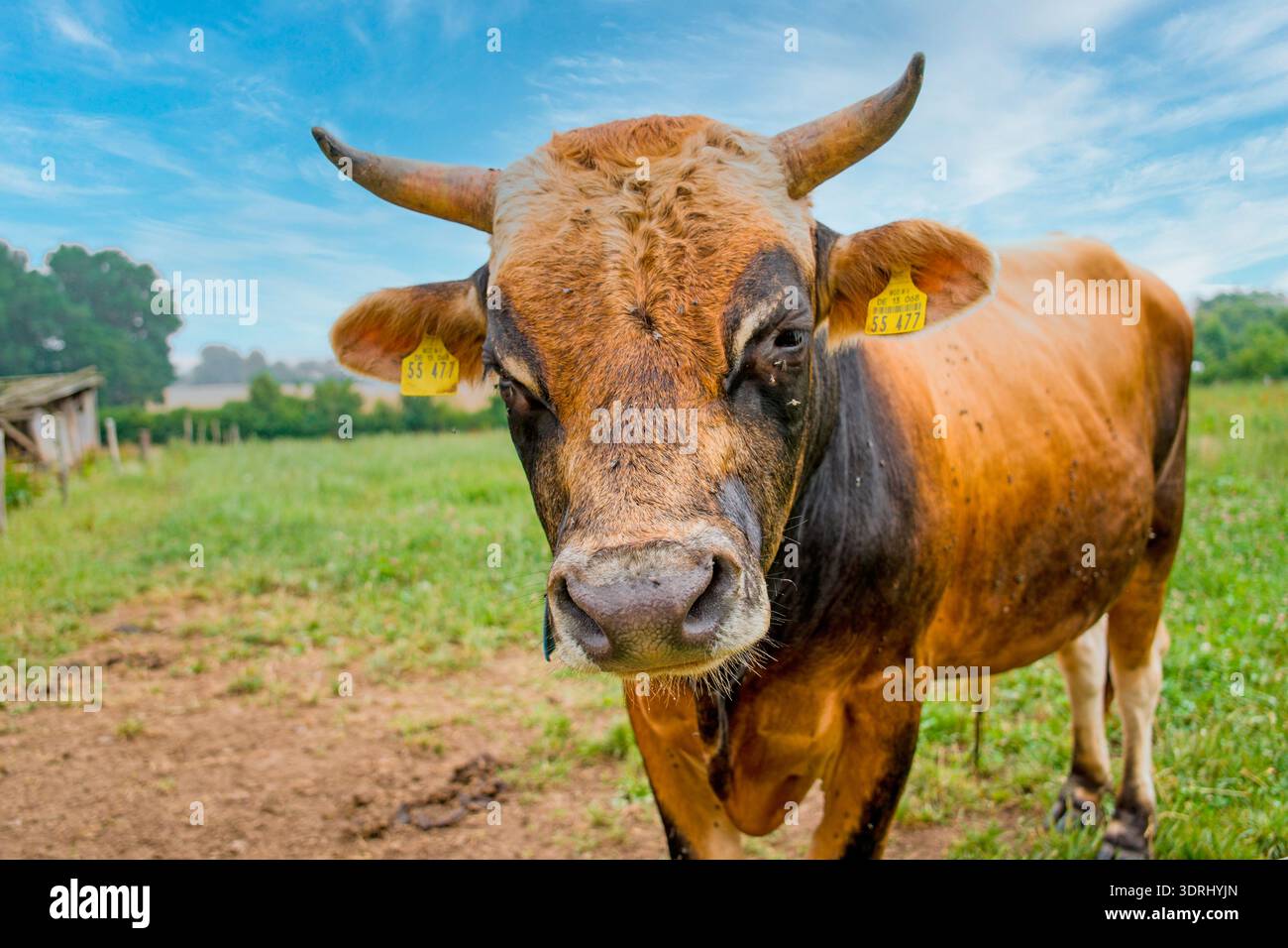 Ritratto di un giovane toro, Kalkhof, Meclemburgo-Pomerania occidentale Foto Stock