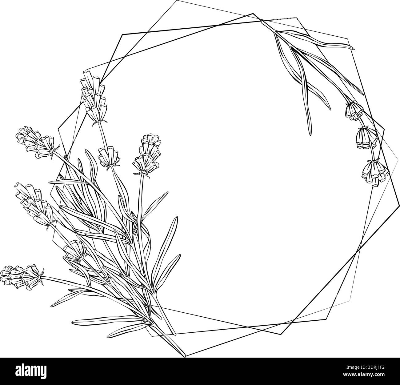 illustrazione vettoriale dei rami lavanda disposti come elementi decorativi ad angolo. Design botanico lineare disegnato a mano in stile incisione vintage. Ideale Illustrazione Vettoriale