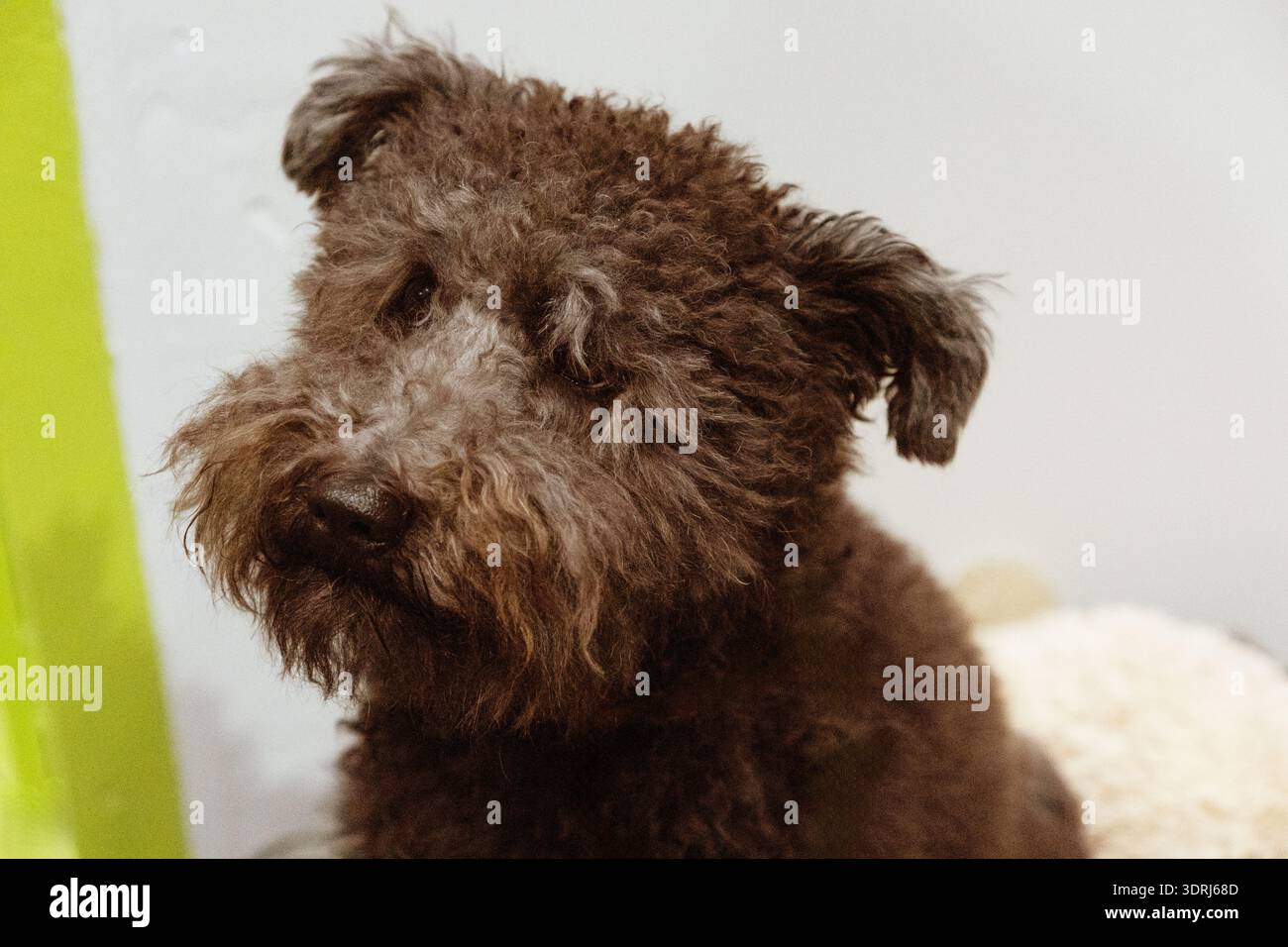 Morbido cane nero con pelliccia riccia seduto su una superficie morbida in un ambiente interno accogliente Foto Stock