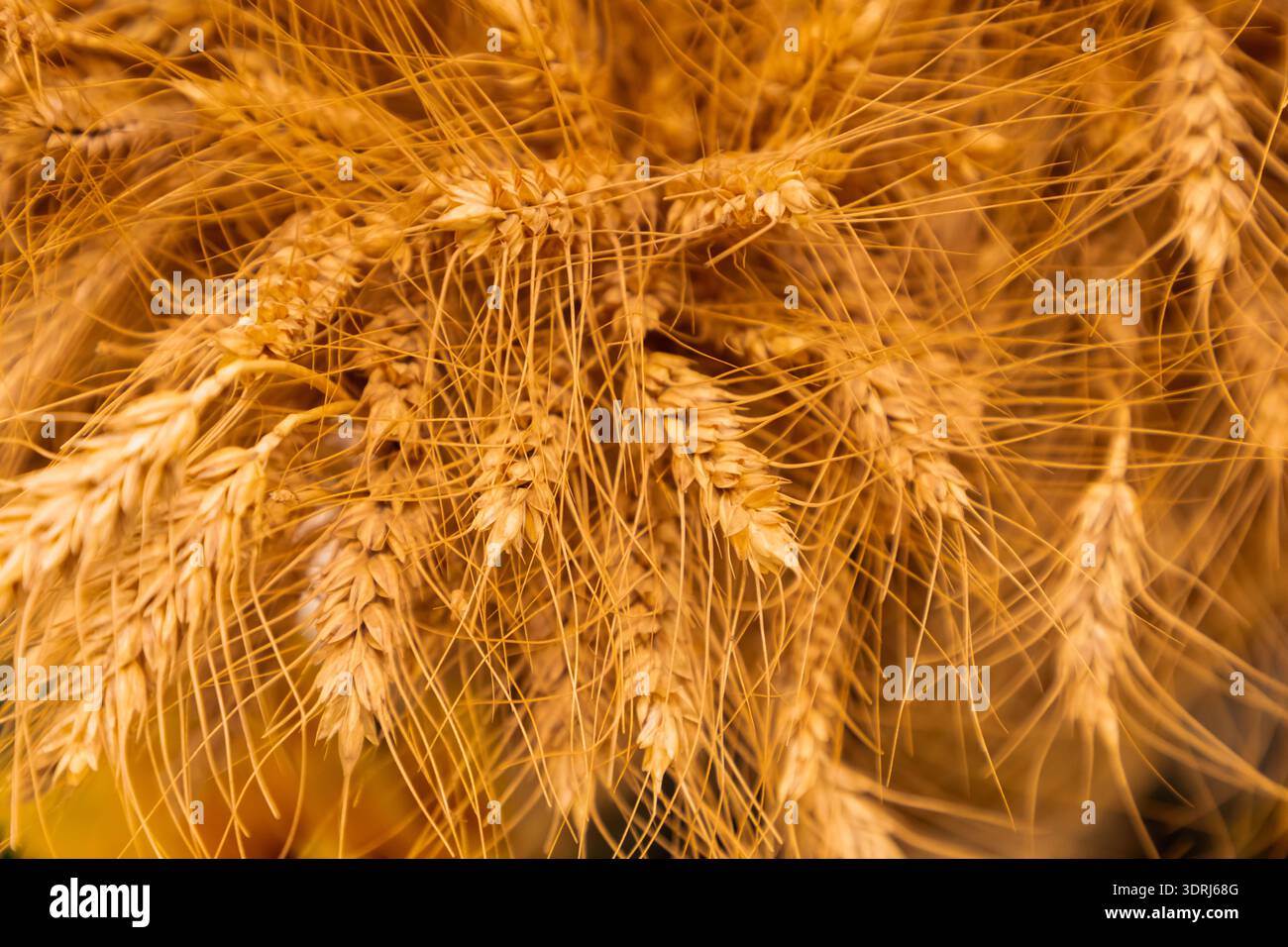 Primo piano con gambi di grano dorato che mostrano dettagli intricati e texture naturali in un ambiente vivace Foto Stock