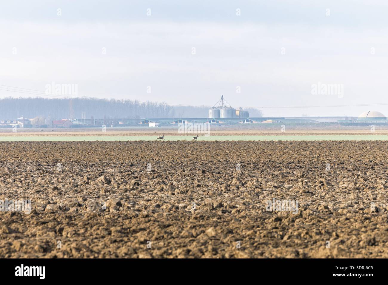 IVANKOVO, CROAZIA, 02.14.2026:ampio paesaggio rurale che mostra un campo appena arato con due cervi che corrono vicino a silos di grano distanti ed edifici agricoli un Foto Stock