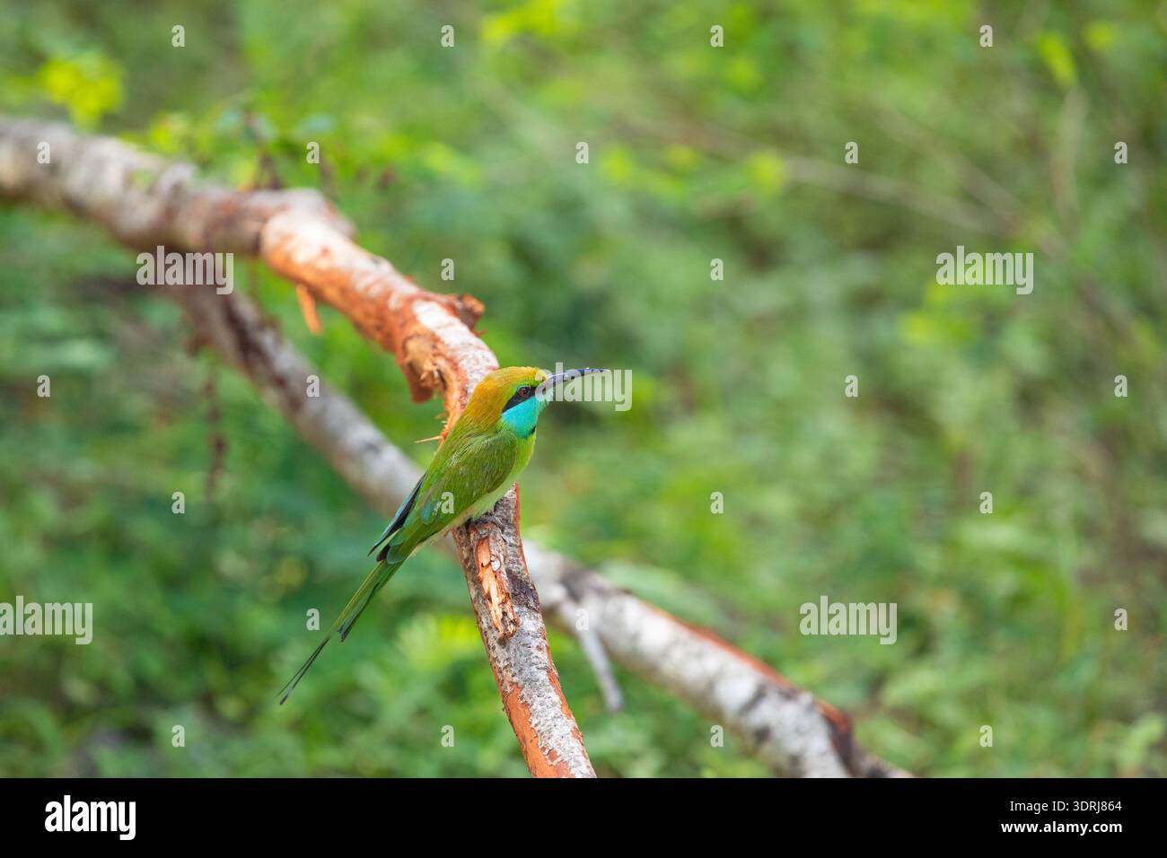 Mangiatore di api dalle guance blu (Merops persicus) Foto Stock