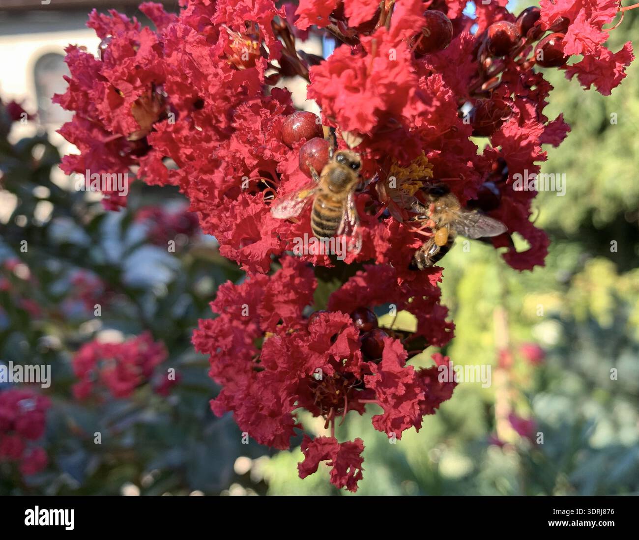 Primo piano di due api mellifere che impollinano fiori rossi in un giardino. Foto Stock
