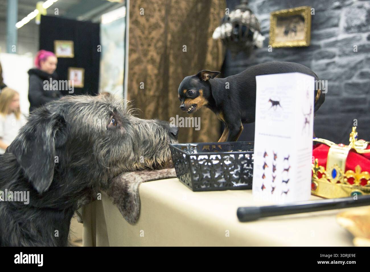 Wolfhound irlandese e krysarik Prazsky uno di fronte all'altro in una mostra canina al coperto a Stoccolma. Foto Stock