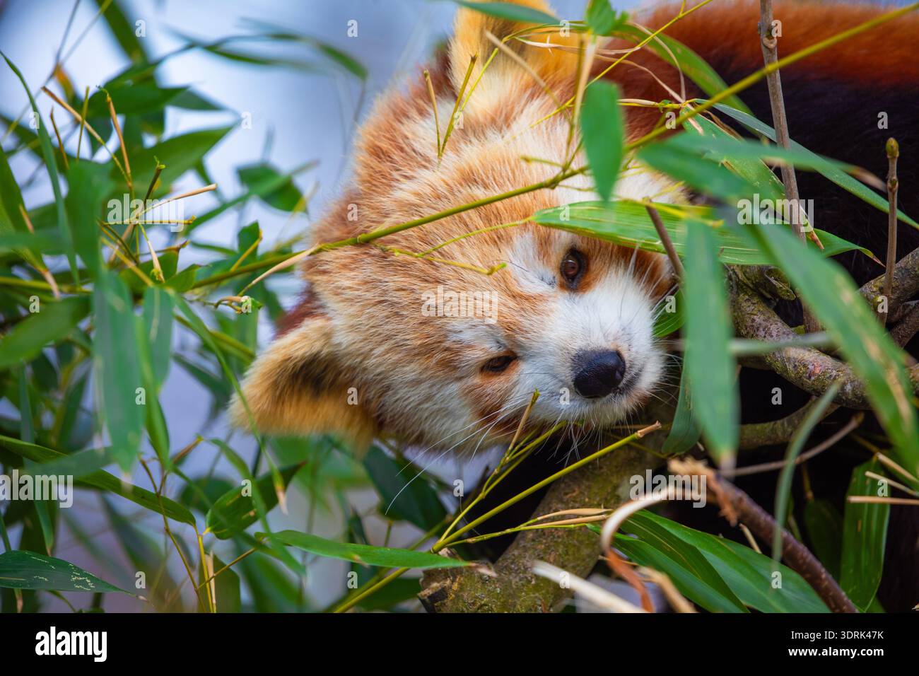 Il panda rosso Ailurus fulgens, panda minore, è un piccolo mammifero Foto Stock
