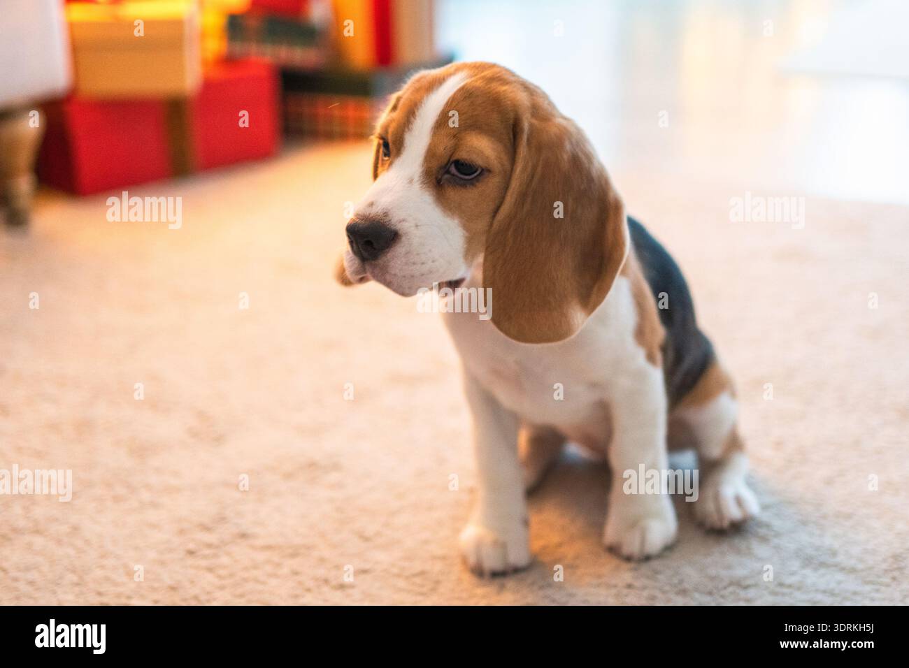 Divertente ritratto simpatico cucciolo beagle da interno. Cane che riposa a casa. Cucciolo al coperto in camera. Divertente cane emotivo ha Foto Stock