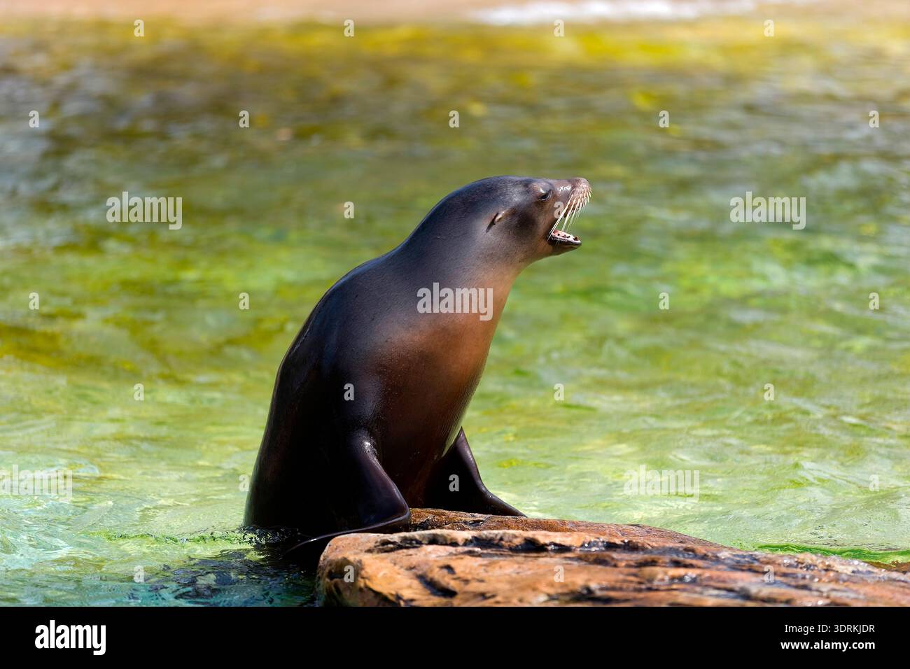 Foca del porto (Phoca vitulina) che nuota in acqua, in cattività, zoo di Vienna, Austria, Europa Foto Stock