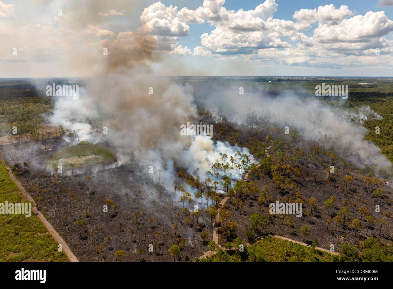 Il fumo denso e le fiamme ardenti dominano i boschi della Florida durante gli incendi distruttivi nella stagione secca di punta Foto Stock