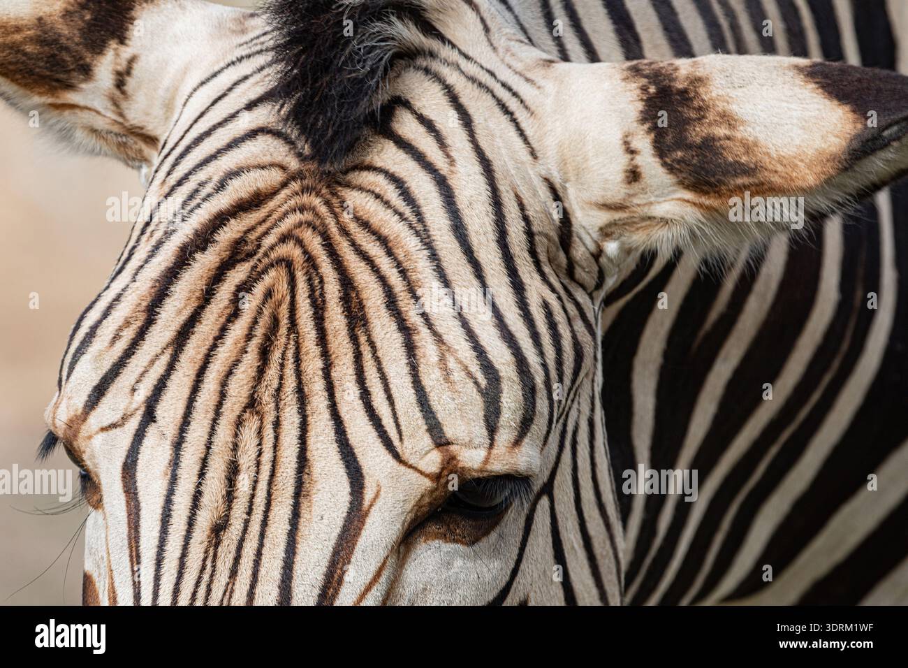 Plains zebra Equus quagga, precedentemente Equus burchellii Foto Stock