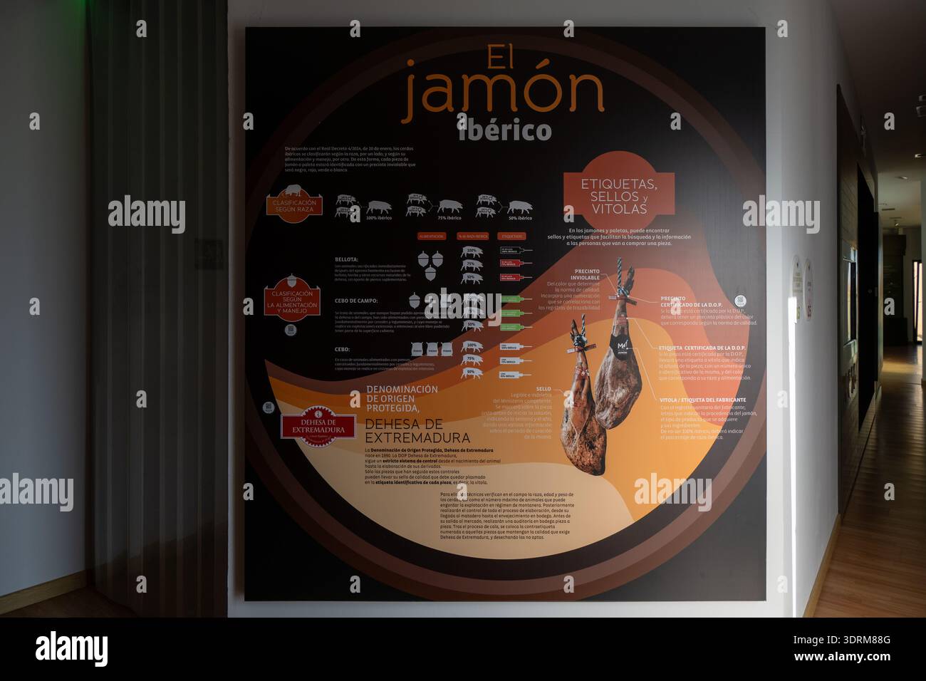 Monesterio, Spagna - 7 ottobre 23: Infografica su grandi pareti che illustra le etichette e le categorie di certificazione del prosciutto iberico presso il Museo del Jamón di Monesterio, Foto Stock