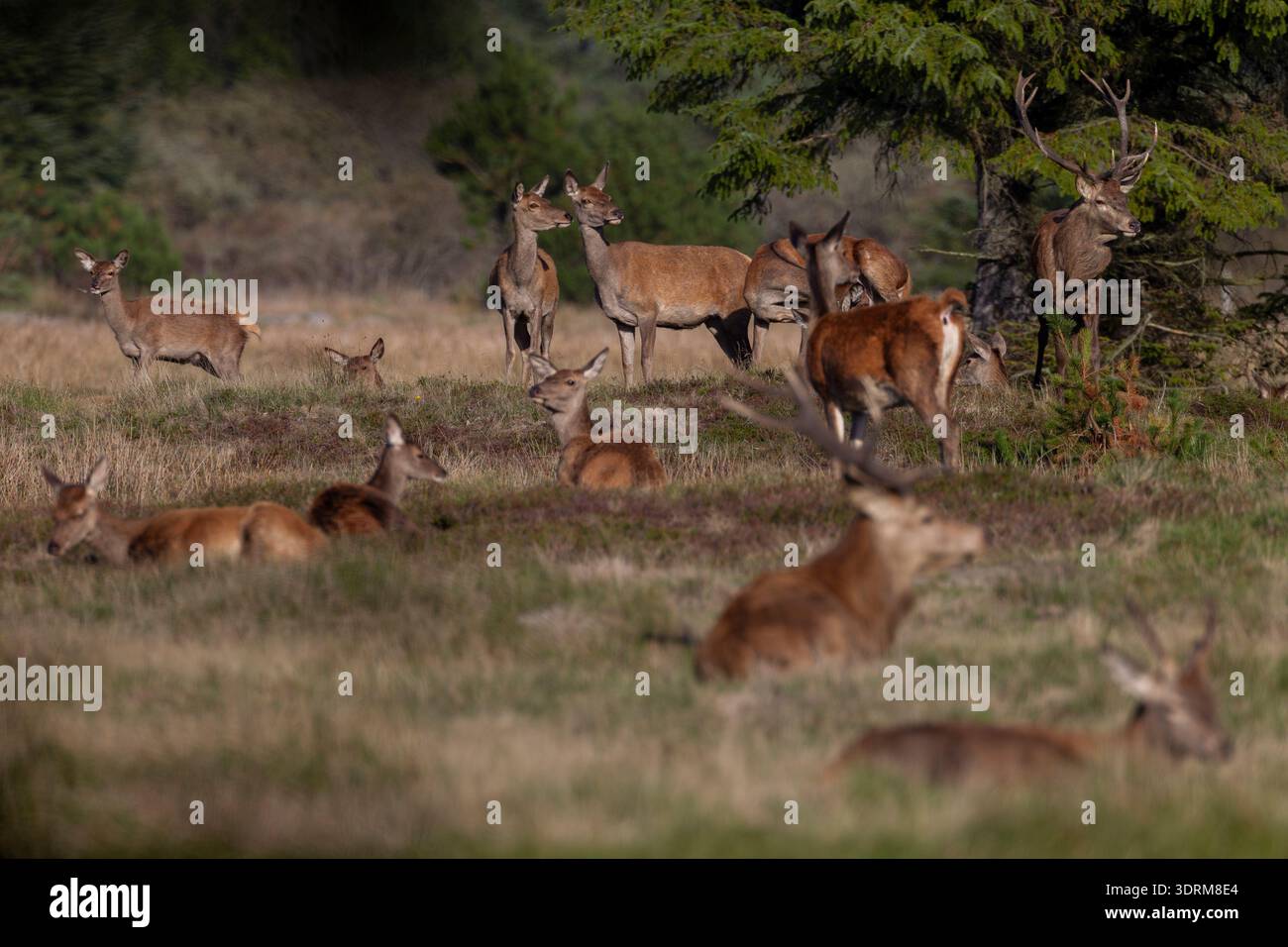 Rotwidrudel am Ende der Brunftzeit / cervi rossi alla fine del rut / Cervus elaphus Foto Stock