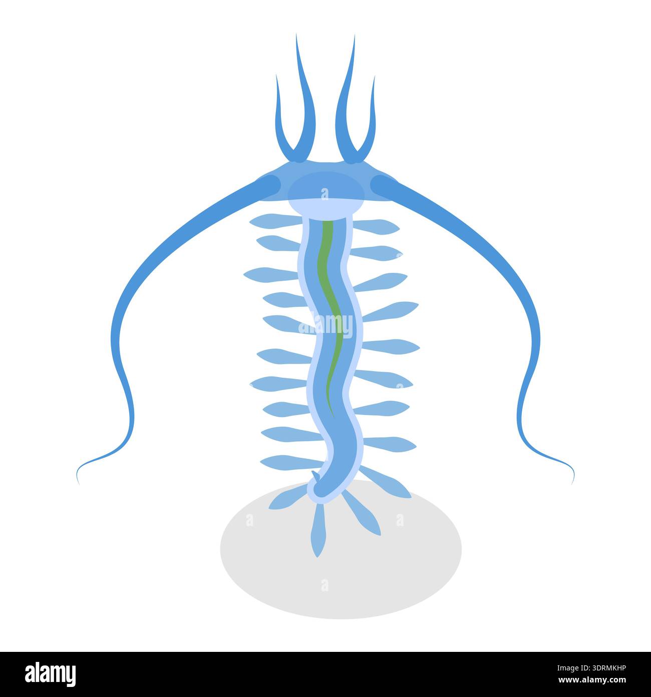 Set vettoriale piatto isometrico 3D di varietà di Plankton Foto Stock