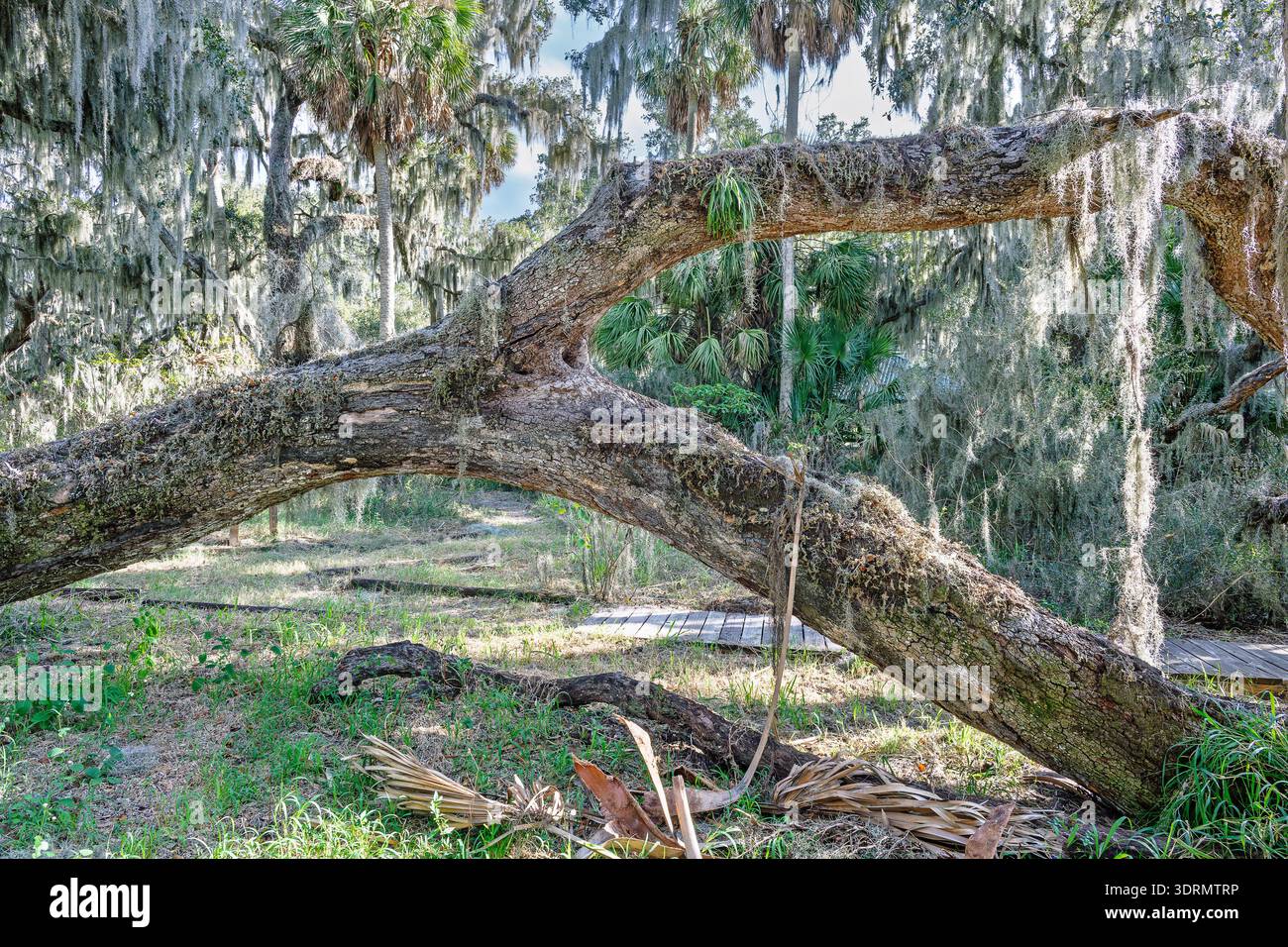 Nel cuore della Circle B Bar Reserve, antiche querce vive tessono un traliccio naturale sopra la testa, i loro rami drappeggiati di muschio che si arcano come la propria gola della natura Foto Stock