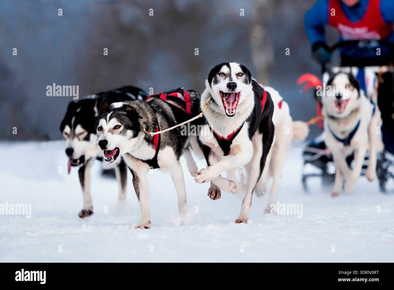 Gara di cani da slitta Foto Stock