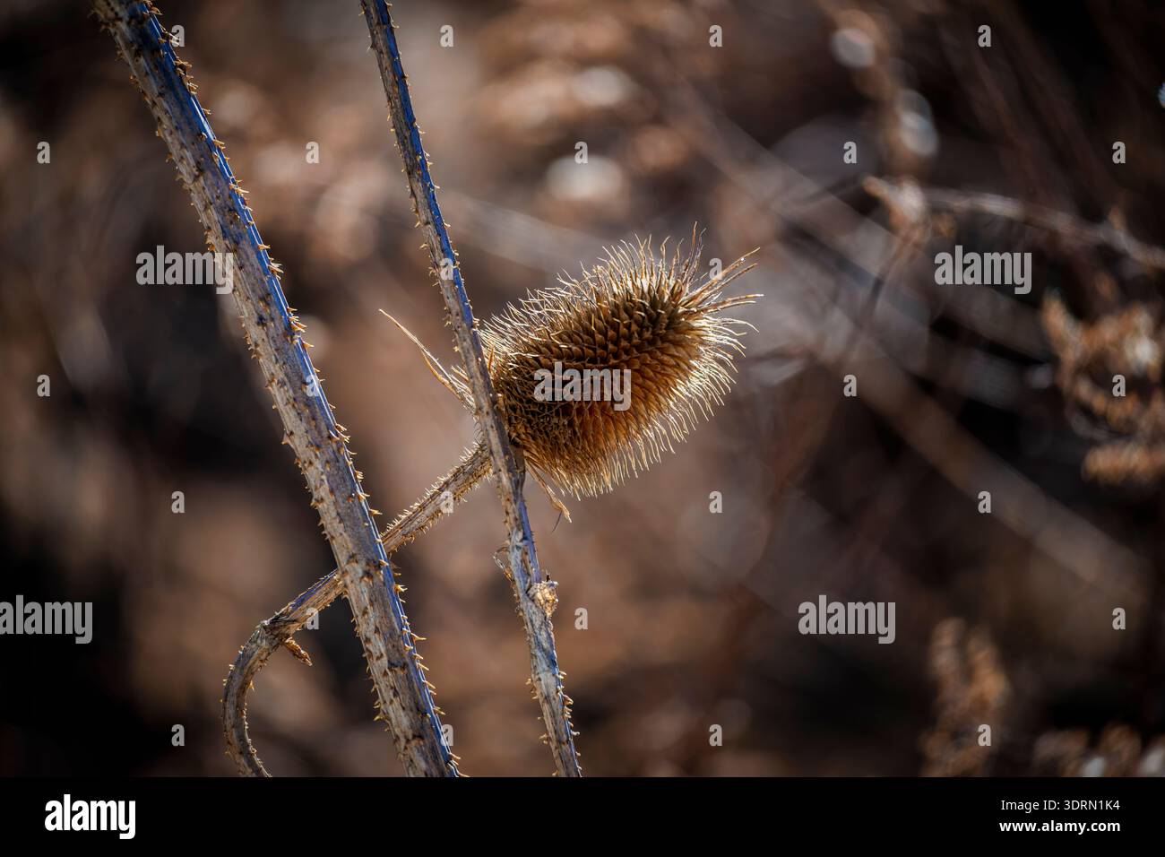 Primo piano di una testa di seme di un cucchiaino essiccato alla luce dell'inverno, che mostra una consistenza spessa e calde tonalità dorate con un morbido sfondo sfocato Foto Stock