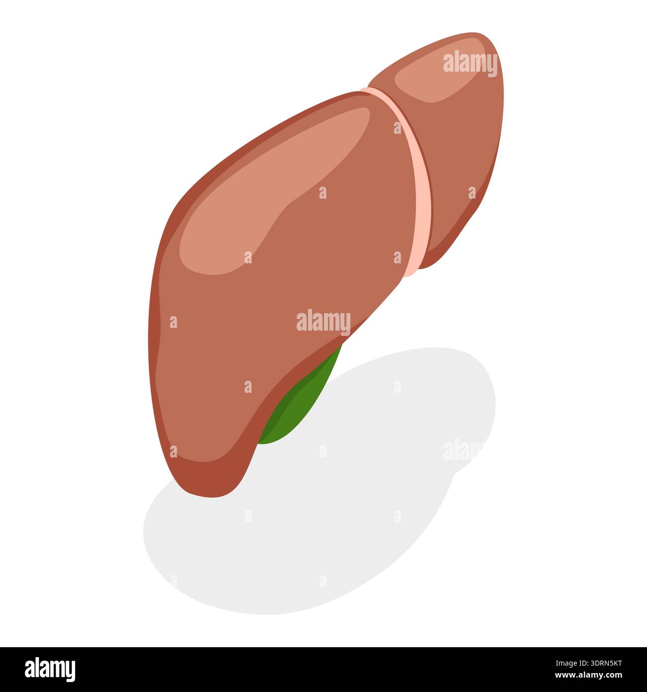 Illustrazione piatta isometrica 3D dell'anatomia del sistema digestivo, organi interni umani. Punto 3 Foto Stock