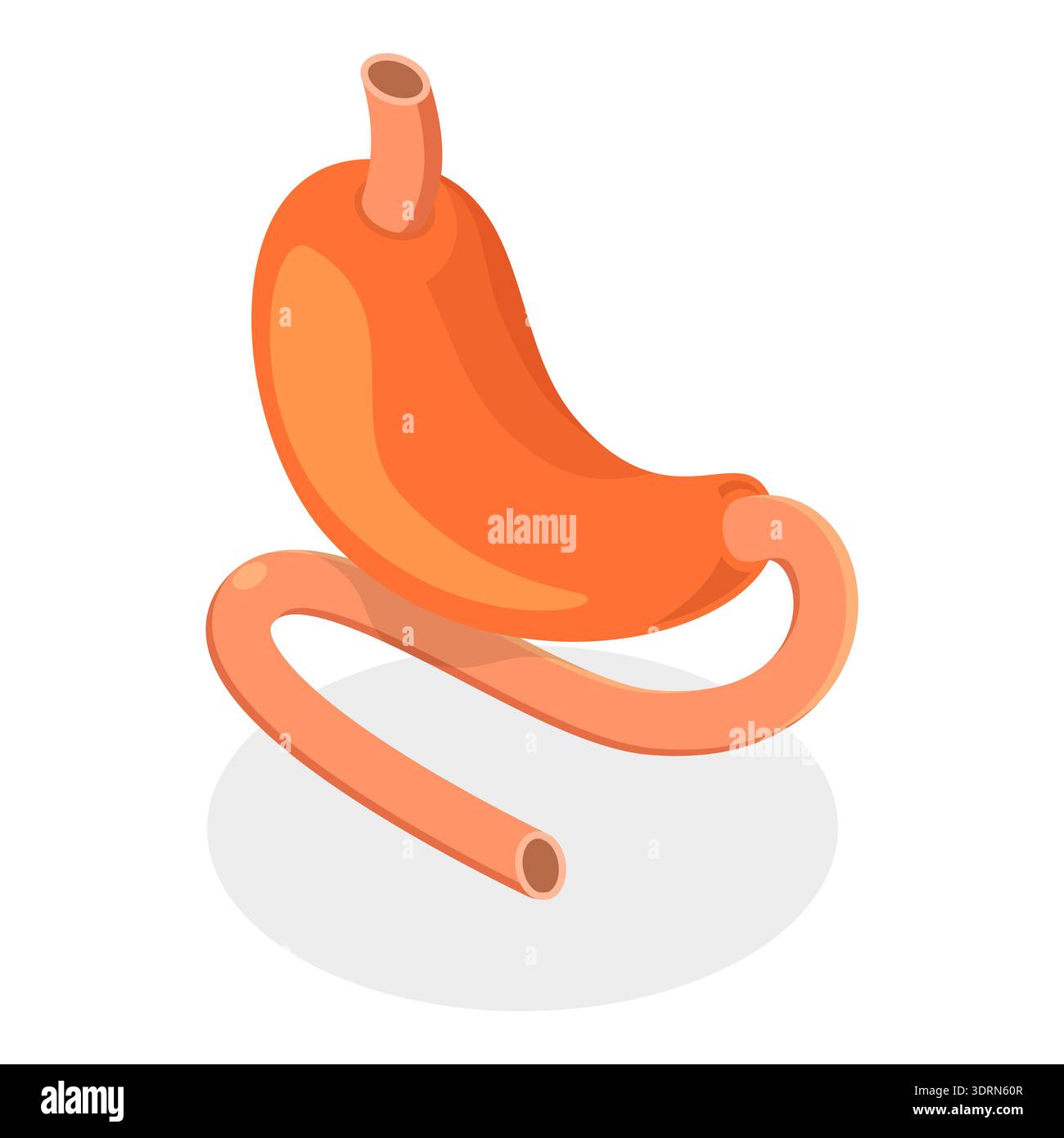 Illustrazione piatta isometrica 3D dell'anatomia del sistema digestivo, organi interni umani. Punto 2 Foto Stock