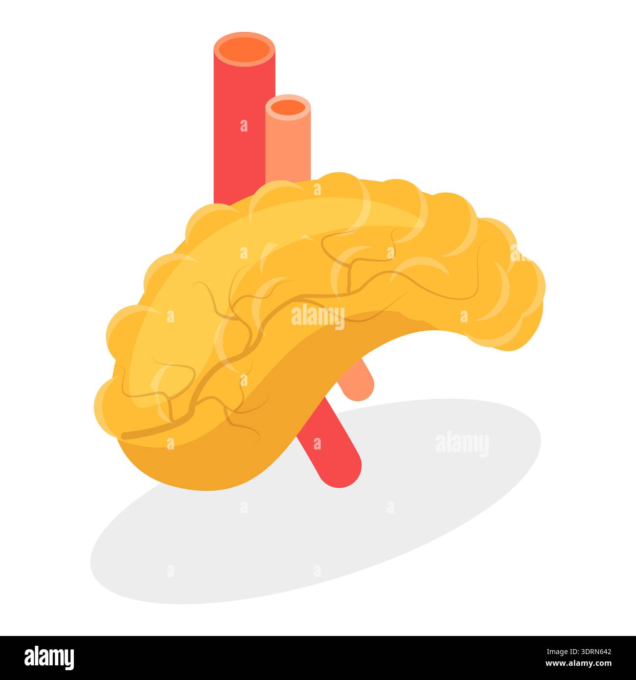 Illustrazione piatta isometrica 3D dell'anatomia del sistema digestivo, organi interni umani. Componente 1 Foto Stock