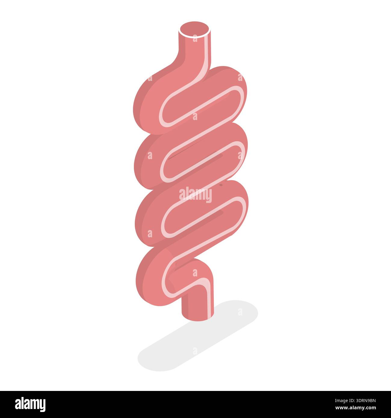 Illustrazione piatta isometrica 3D dell'anatomia del sistema digestivo, organi interni umani. Punto 4 Foto Stock
